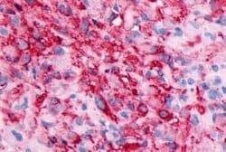 GPR133 Antibody, Novus Biologicals 50 &mu;g; Unconjugated:Antibodies, Polyclonal